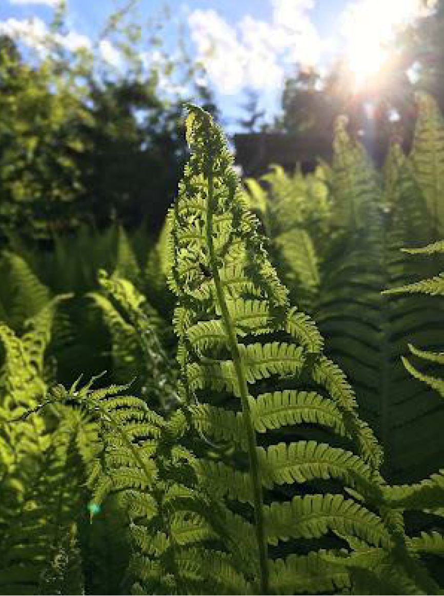aaa